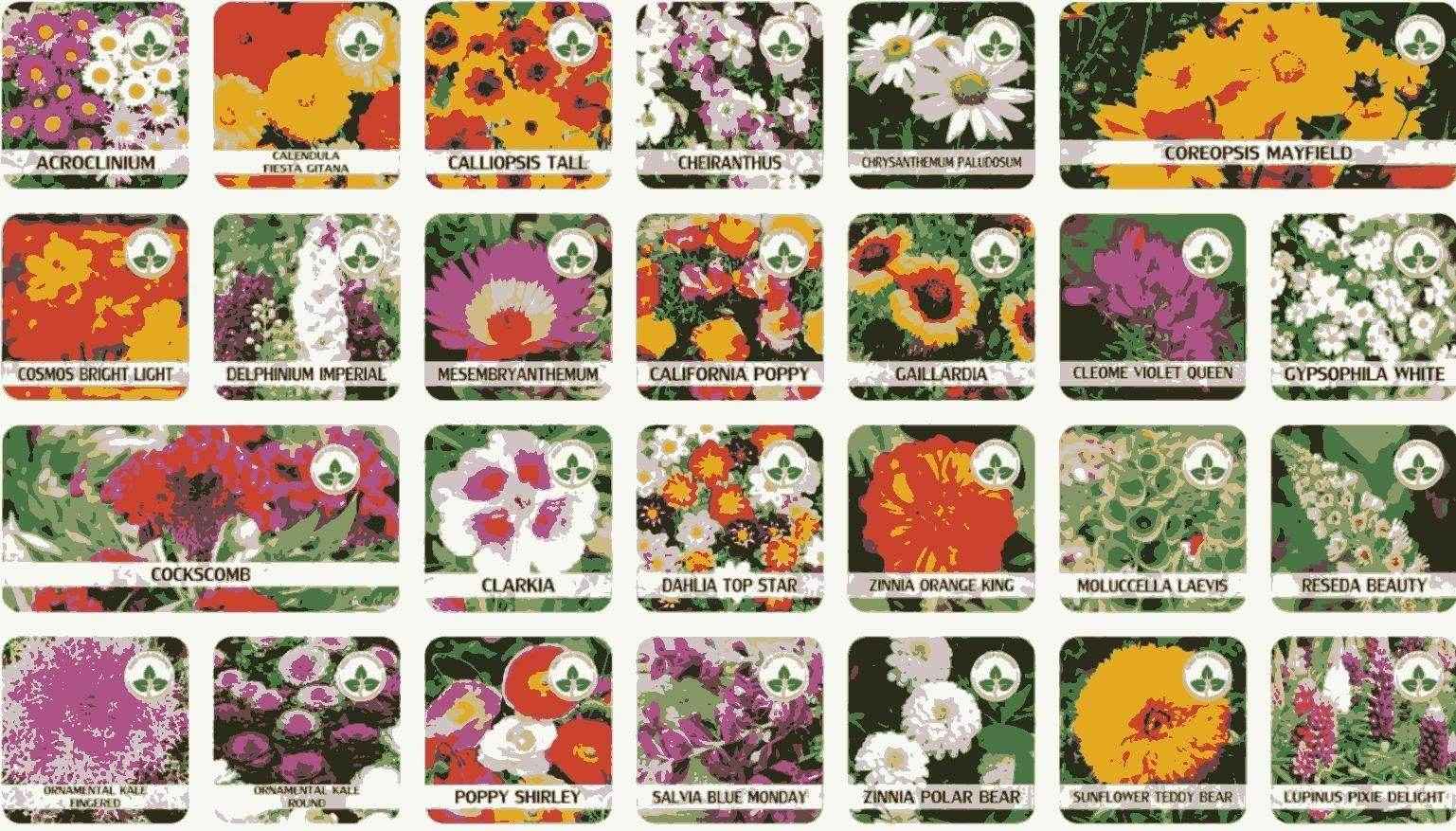 Buy Varieties of Flower Seeds (Pack of 100) And Get Plant Growth Supplement Free - Best Deals at BeSh Deals®